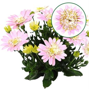 Afbeelding van Osteospermum P12 Double lovely pink